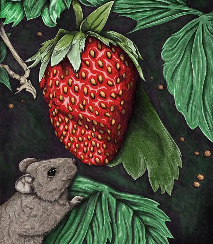 Illustrasjon av en mus som snuser på en jordbær